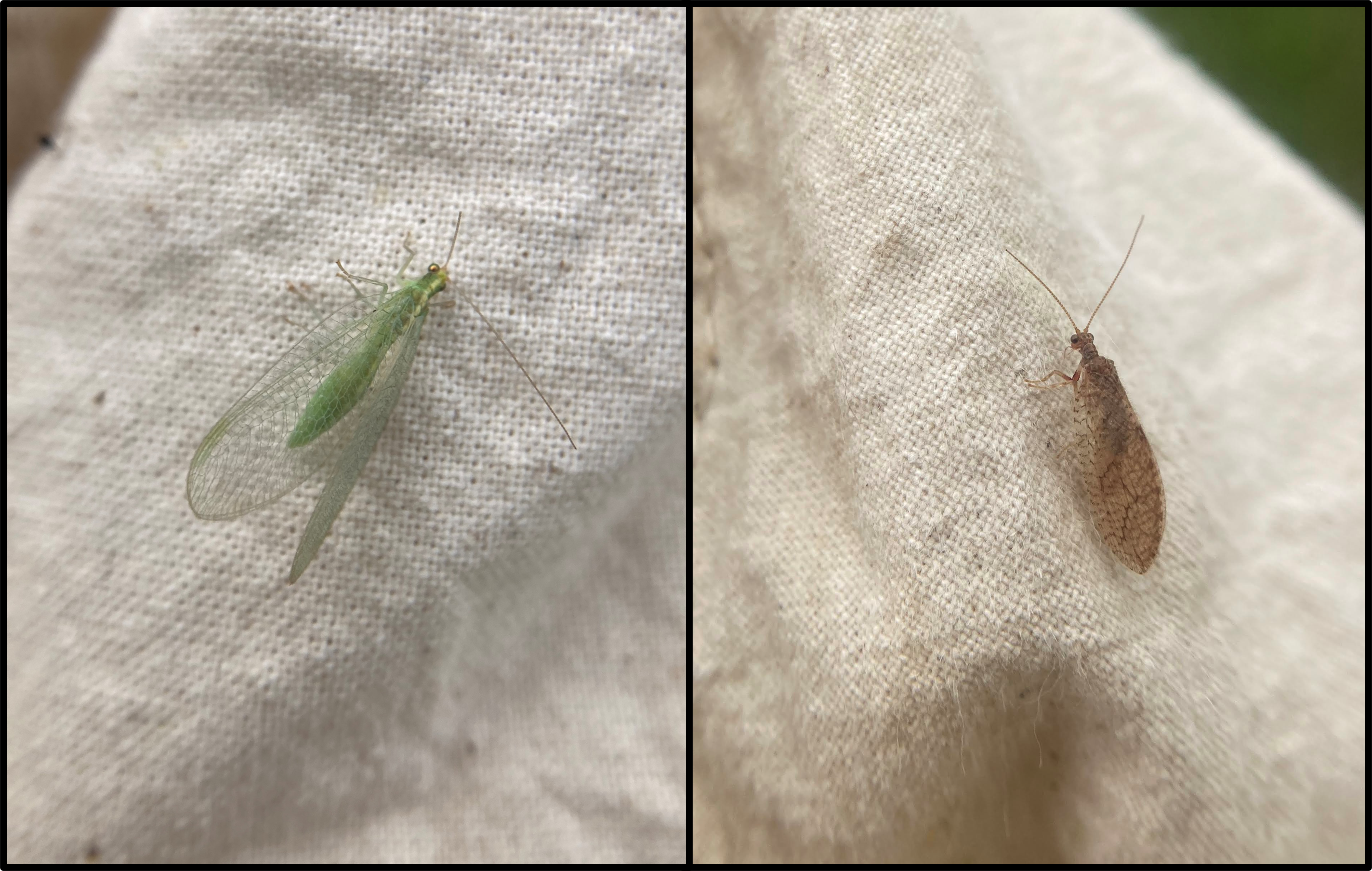 Green lacewing vs brown lacewing adult